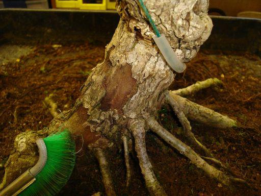 Removing Moss