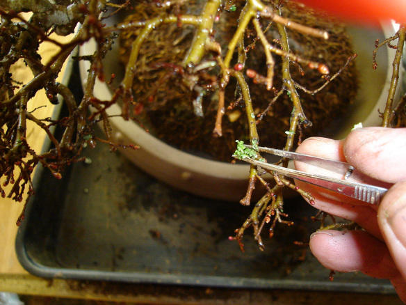 Removing moss