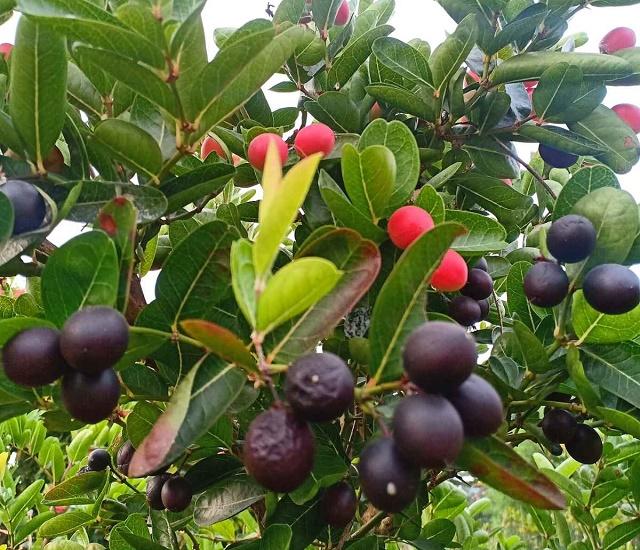 Ripe Carandas Plums