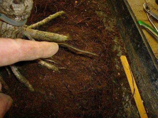 Root Retaining Wire