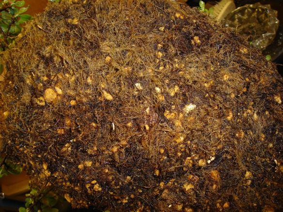 Root ball after cleaning