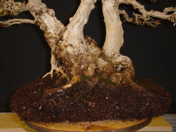 Root bonsai korean hornbeam