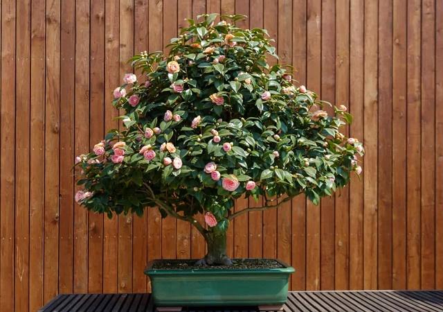 Rose Bonsai