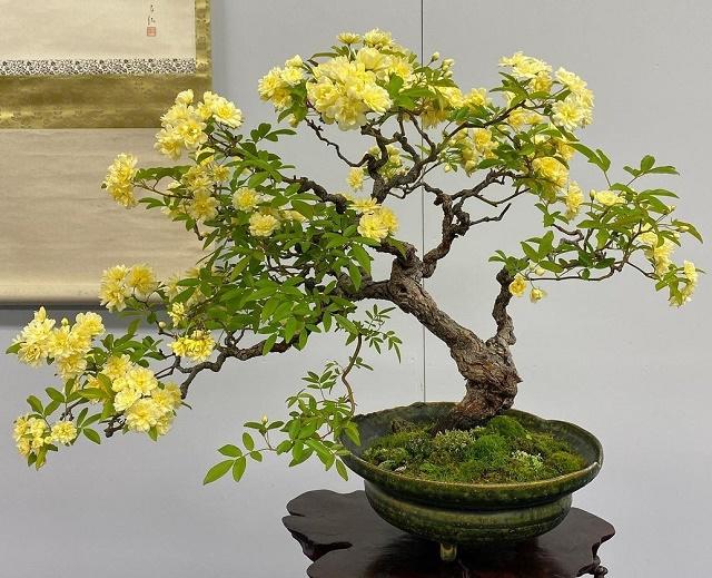 Rose Bonsai
