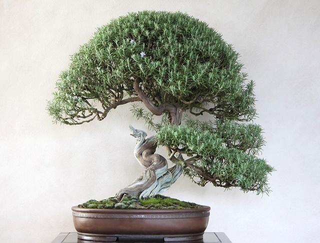 Rosemary Bonsai