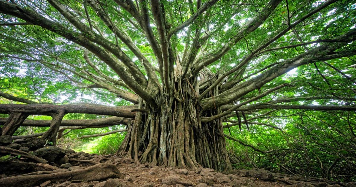 Sacred Tree