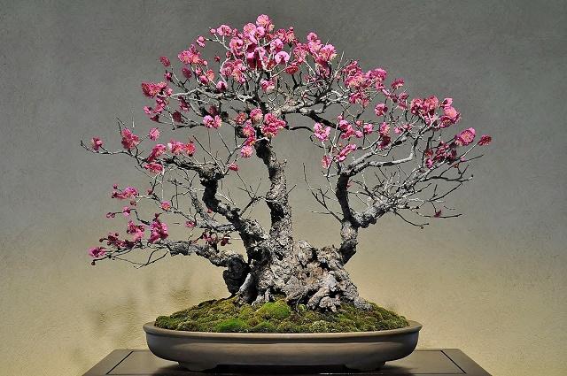 Japanese Cherry Bonsai