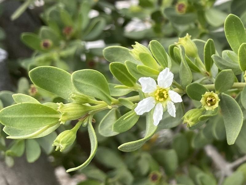 Santigi Flower