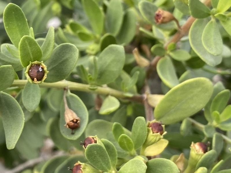 Santigi Fruit