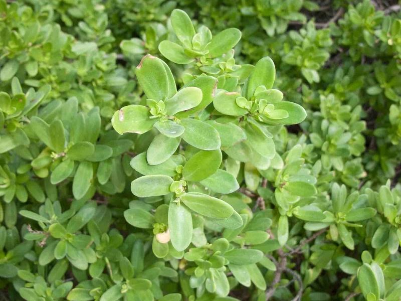 Santigi Leaves