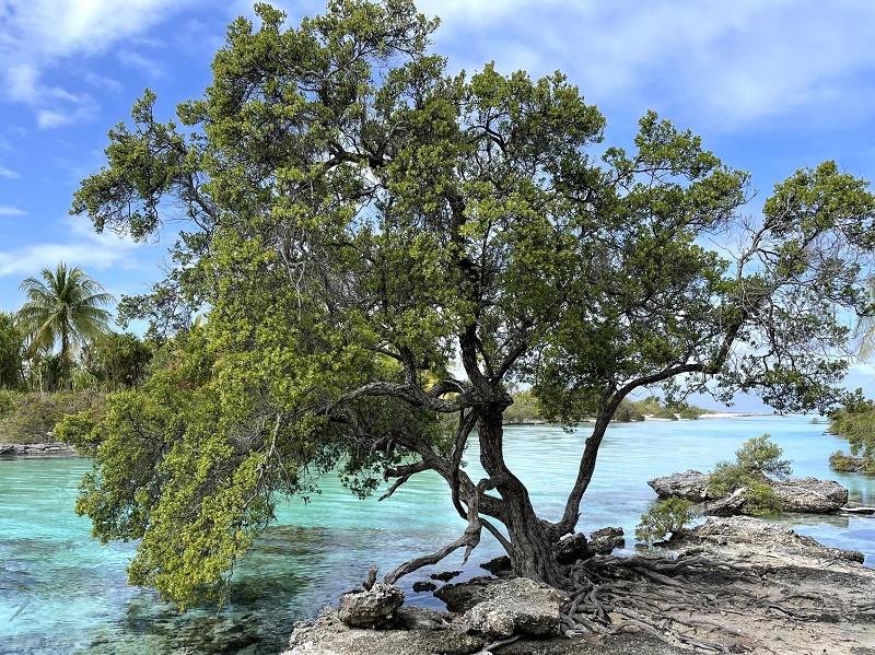Santigi Tree
