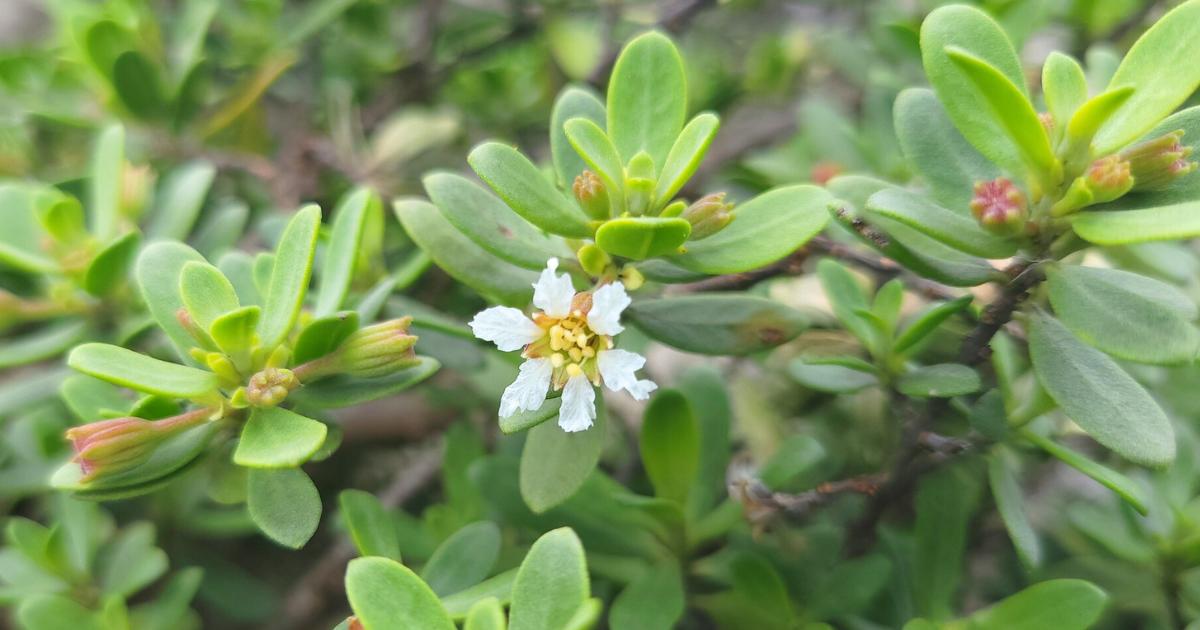 Characteristics of Santigi Tree (Pemphis acidula)