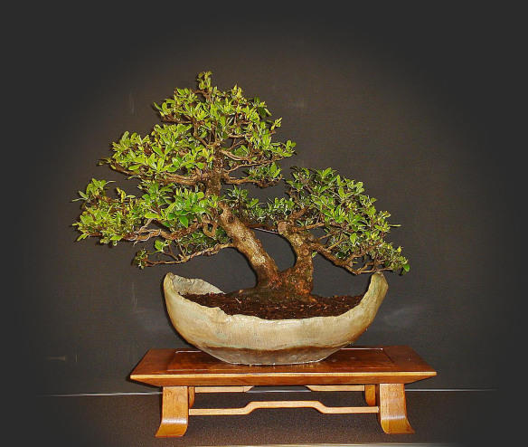 Satsuki Azalea Bonsai