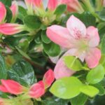 How to Repotting Satsuki Azalea