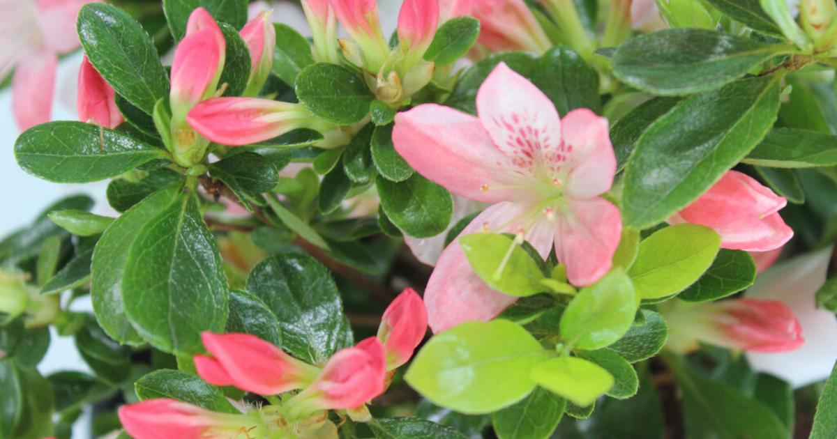 How to Repotting Satsuki Azalea
