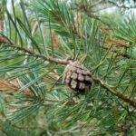 Scots Pine