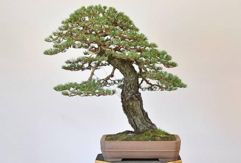 Scots Pine Bonsai