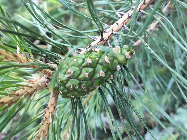 Scots Pine Fruit