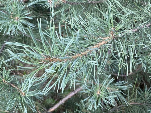 Scots Pine Leaves
