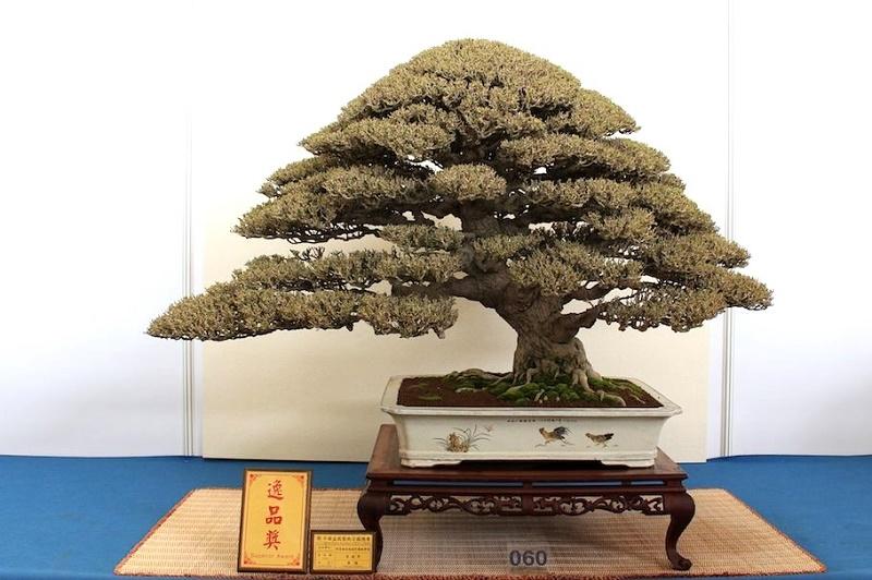 Sea Hibiscus Bonsai