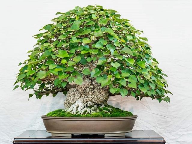 Sea Hibiscus Bonsai