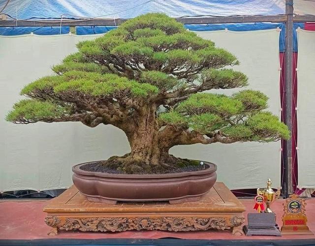 Sea Pine Bonsai
