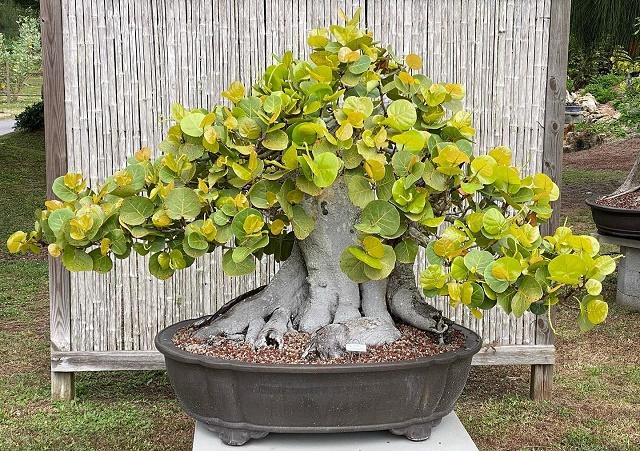 Seagrape Bonsai