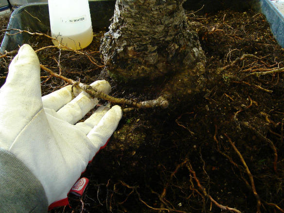 Select the unwanted root