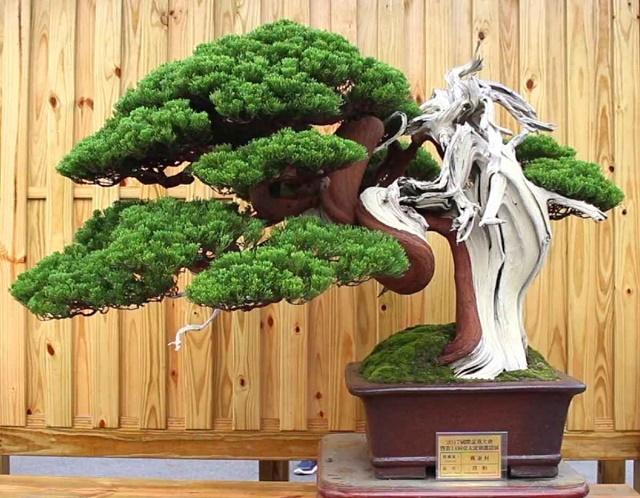 Sharimiki Bonsai Style