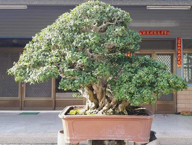 Siamese Rough Bush
