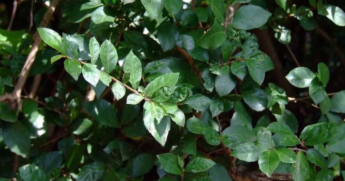 Siamese Rough Bush