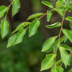 How to Repotting Siberian Elm
