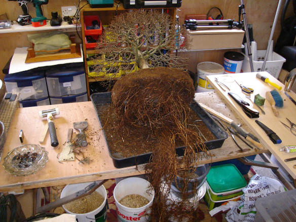 Siberian Elm root ball
