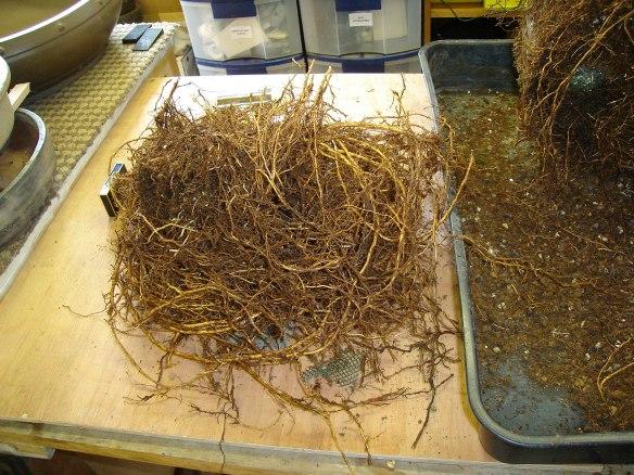 Siberian Elm root pruning