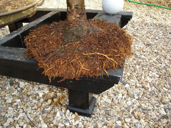Siberian Elm root tops