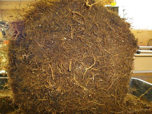Siberian Elm root underside