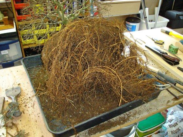 Siberian Elm root