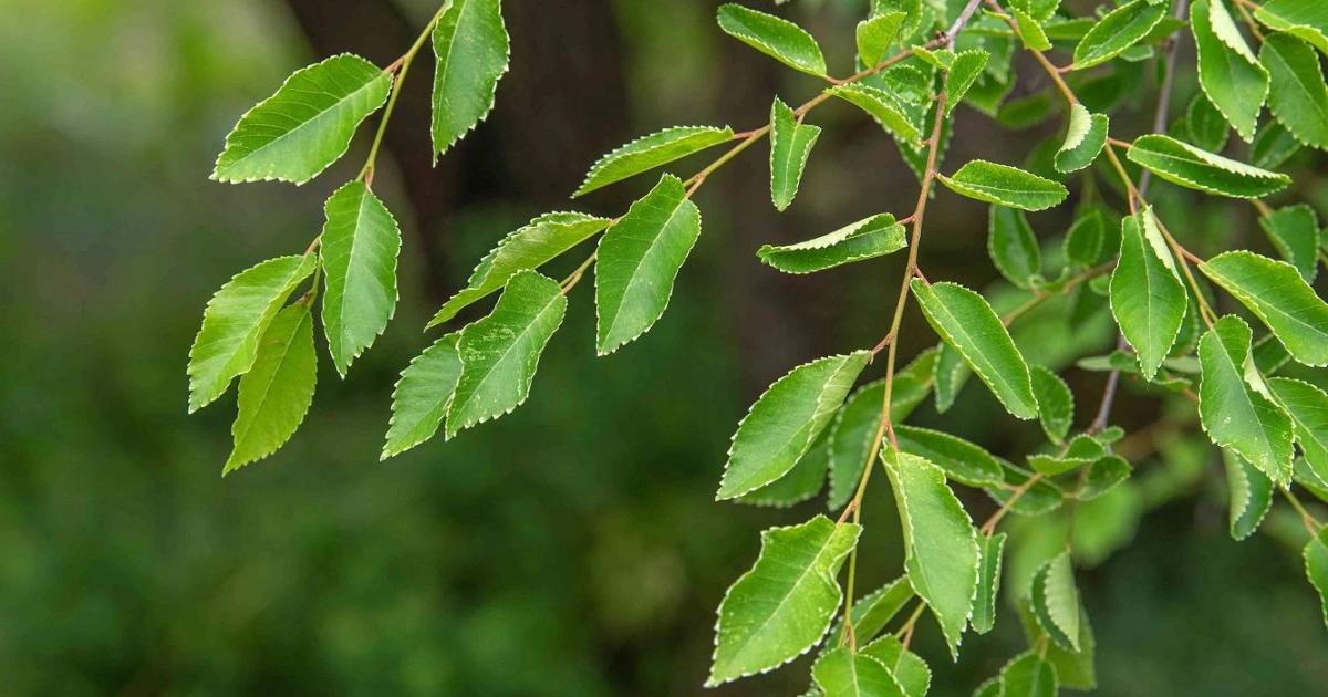 How to Repotting Siberian Elm