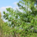 Siberian Larch