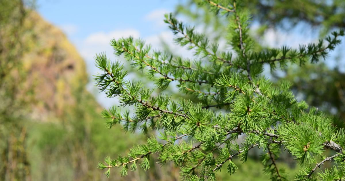 Siberian Larch