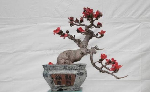 Silk Cotton Tree Bonsai