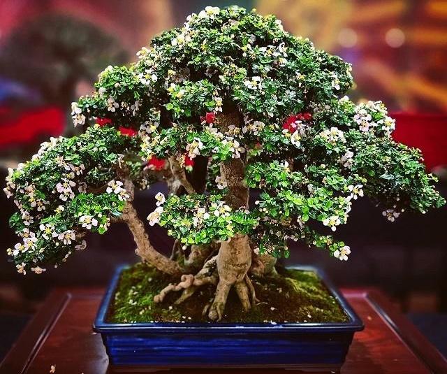 Singapore Holly Bonsai