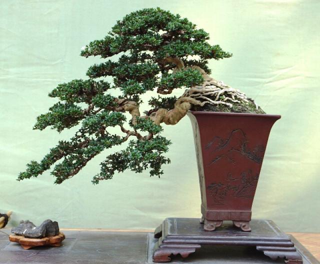 Snowrose Bonsai