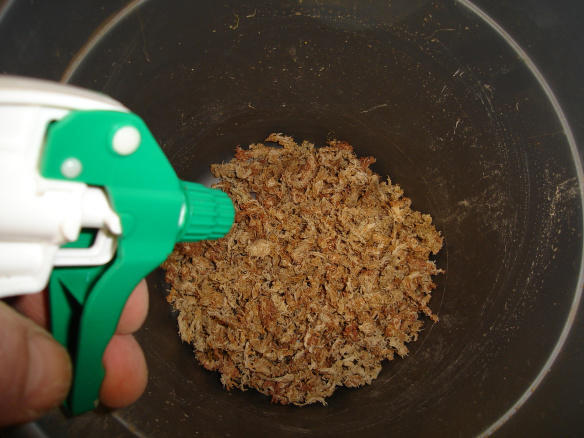 Soak Sphagnum