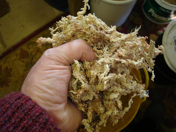 Sphagnum