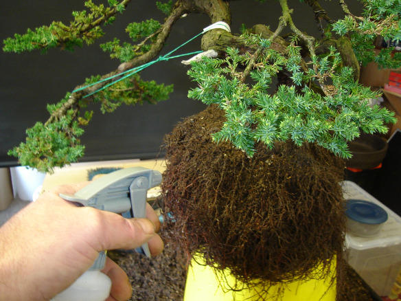 Spray the roots