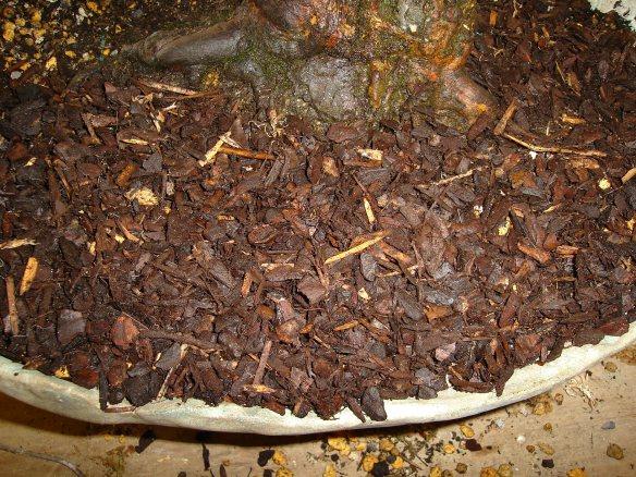 Sprinkle bark on top
