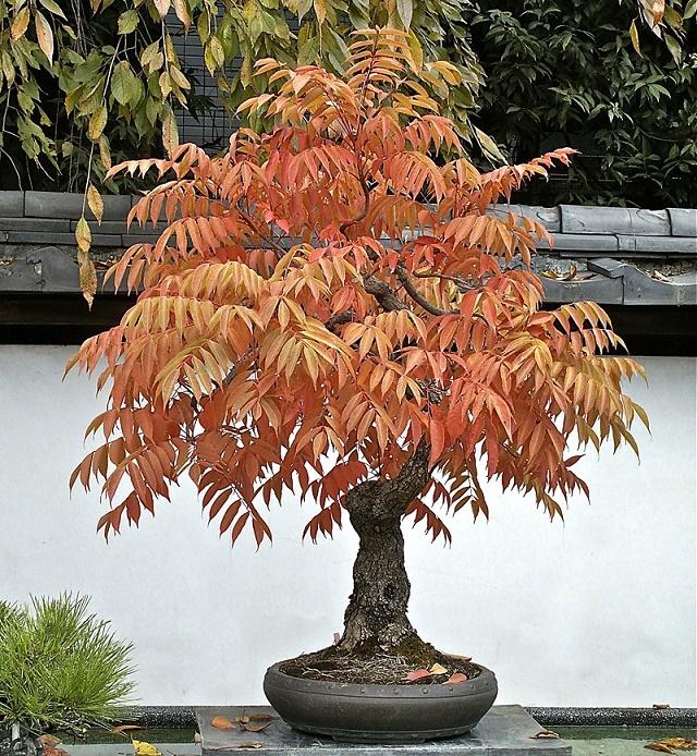 Staghorn Sumac Bonsai