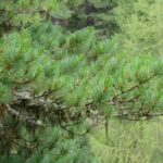 Stone Pine
