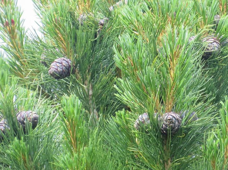 Stone Pine Fruit